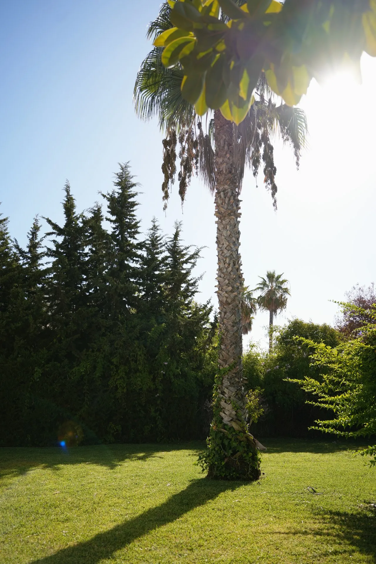Guadalmina, photo 10