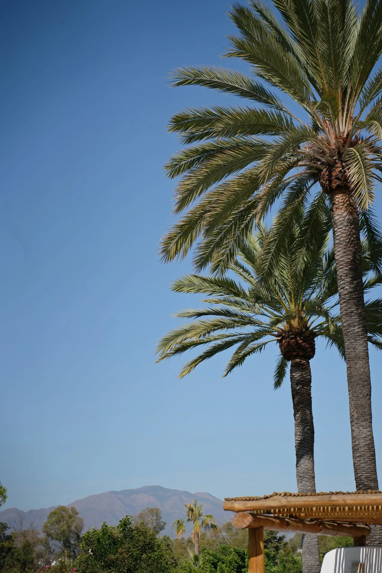 Guadalmina, photo 19