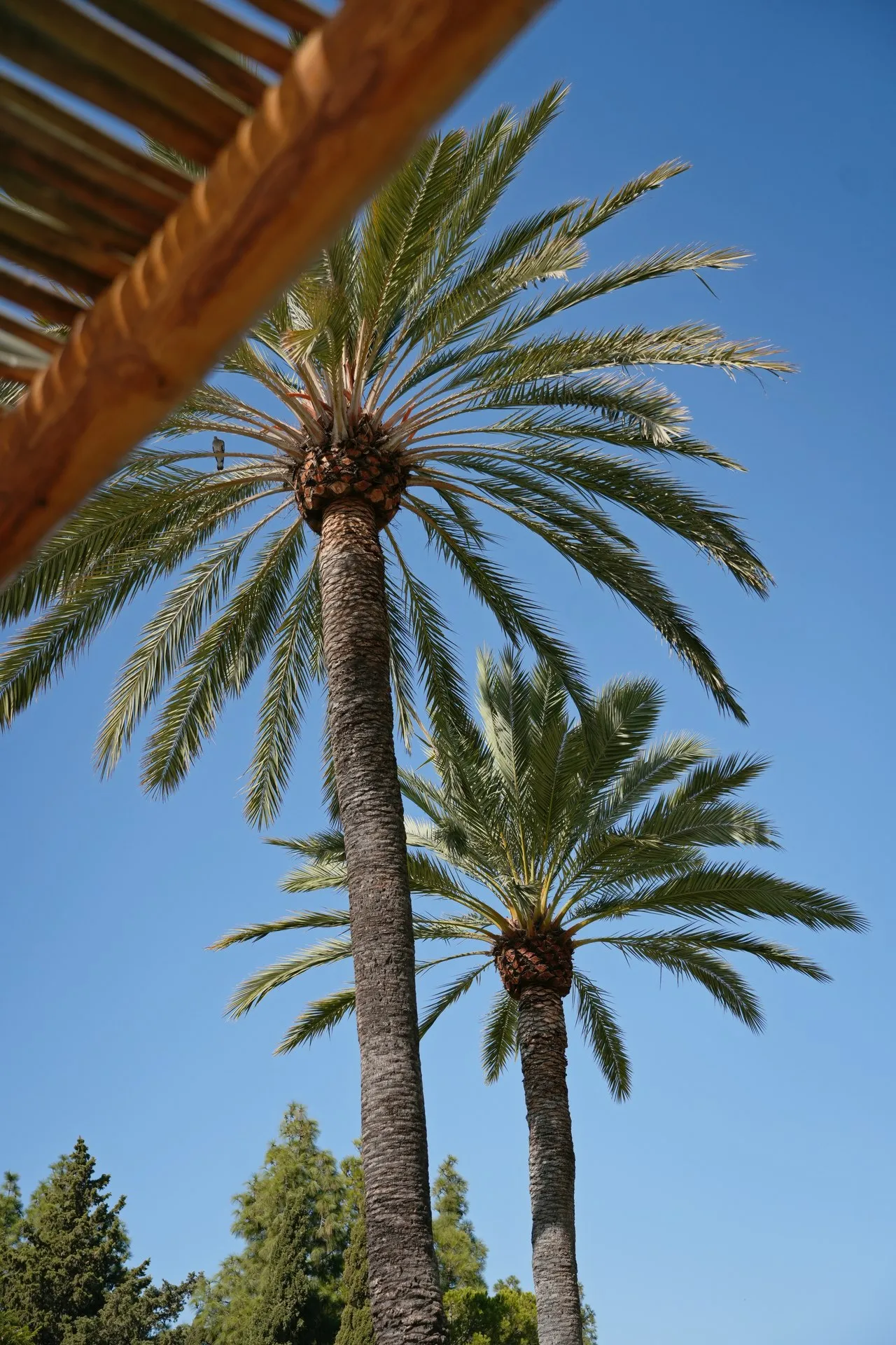 Guadalmina, photo 24