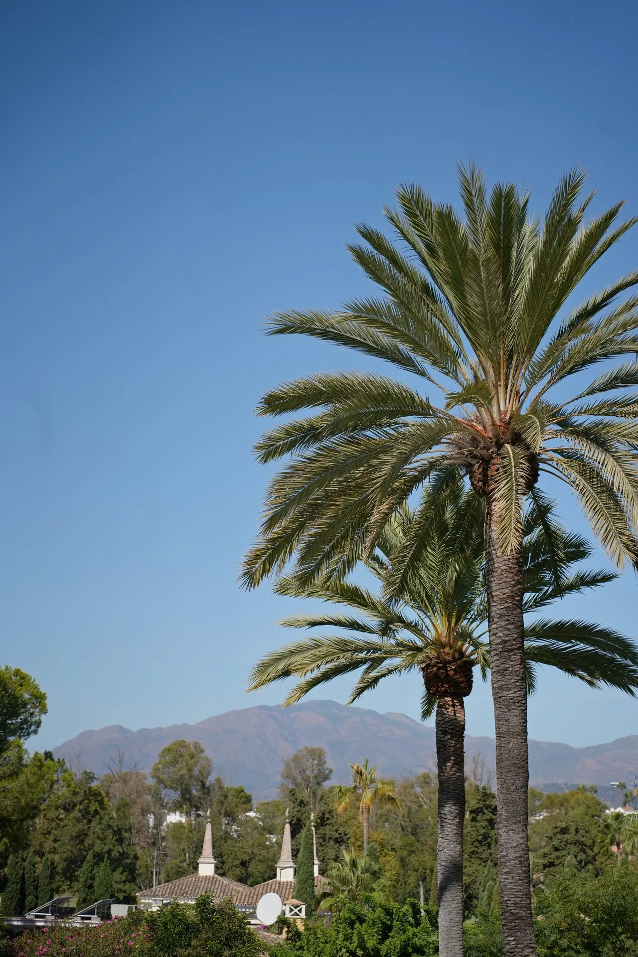 Guadalmina, photo 32