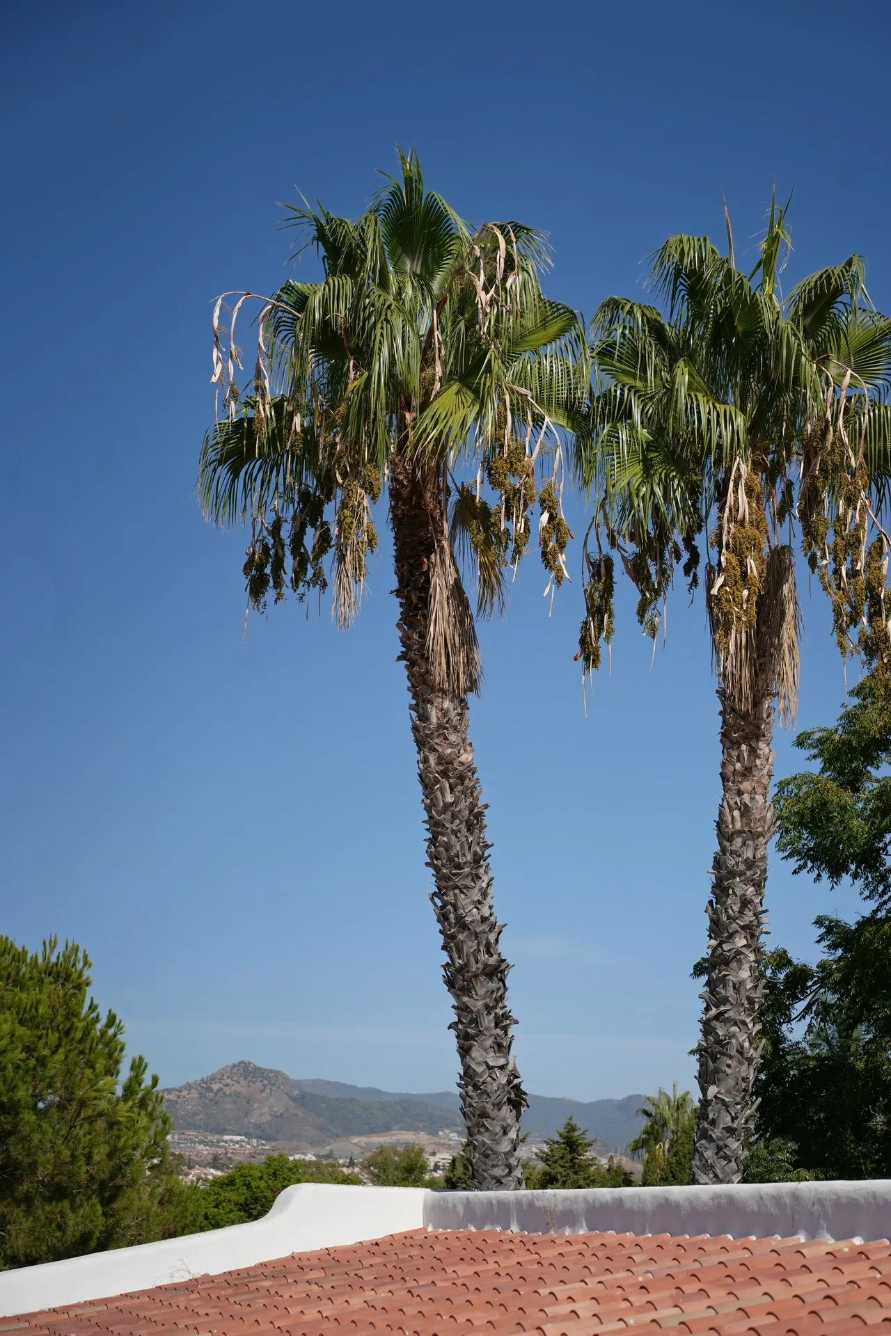Guadalmina, photo 34