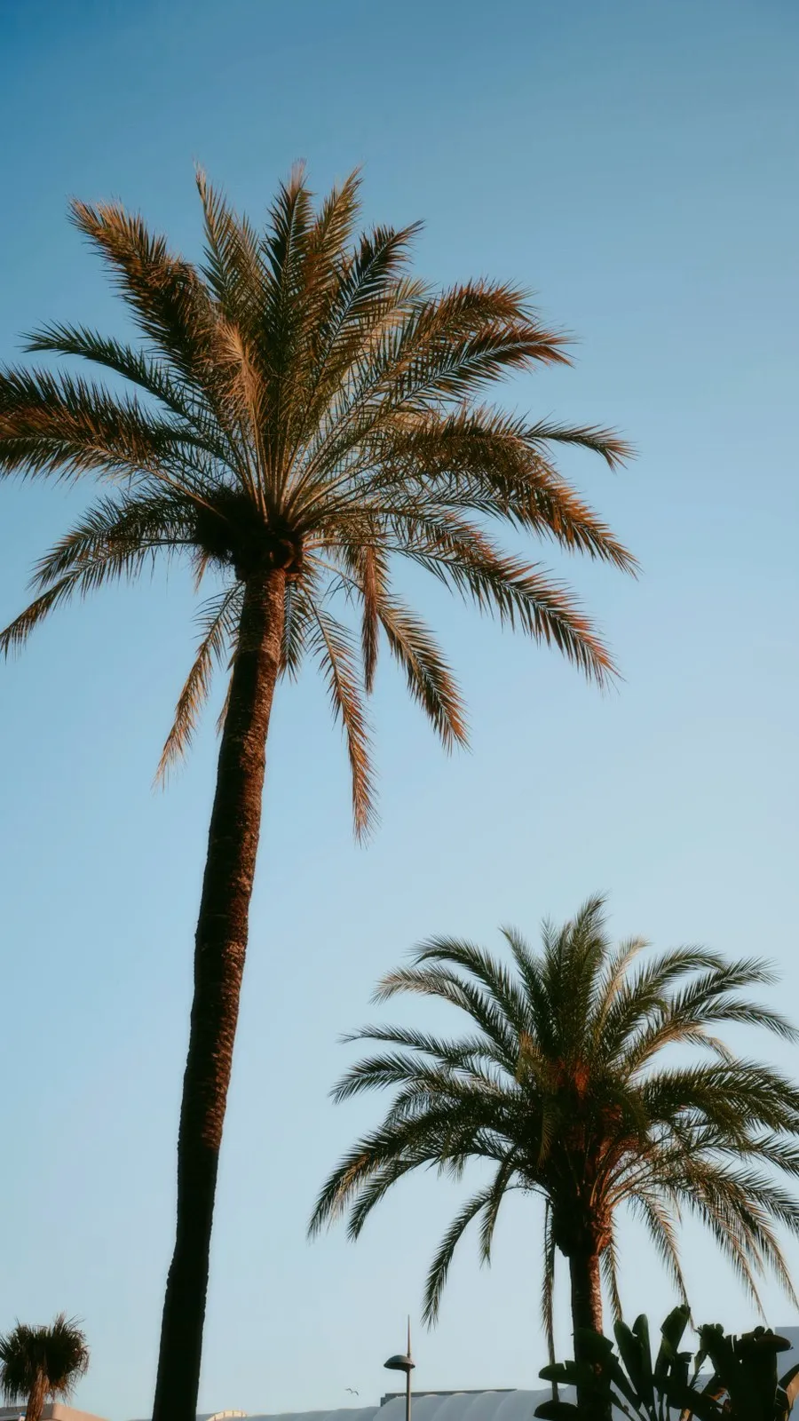 Marbella video album cover