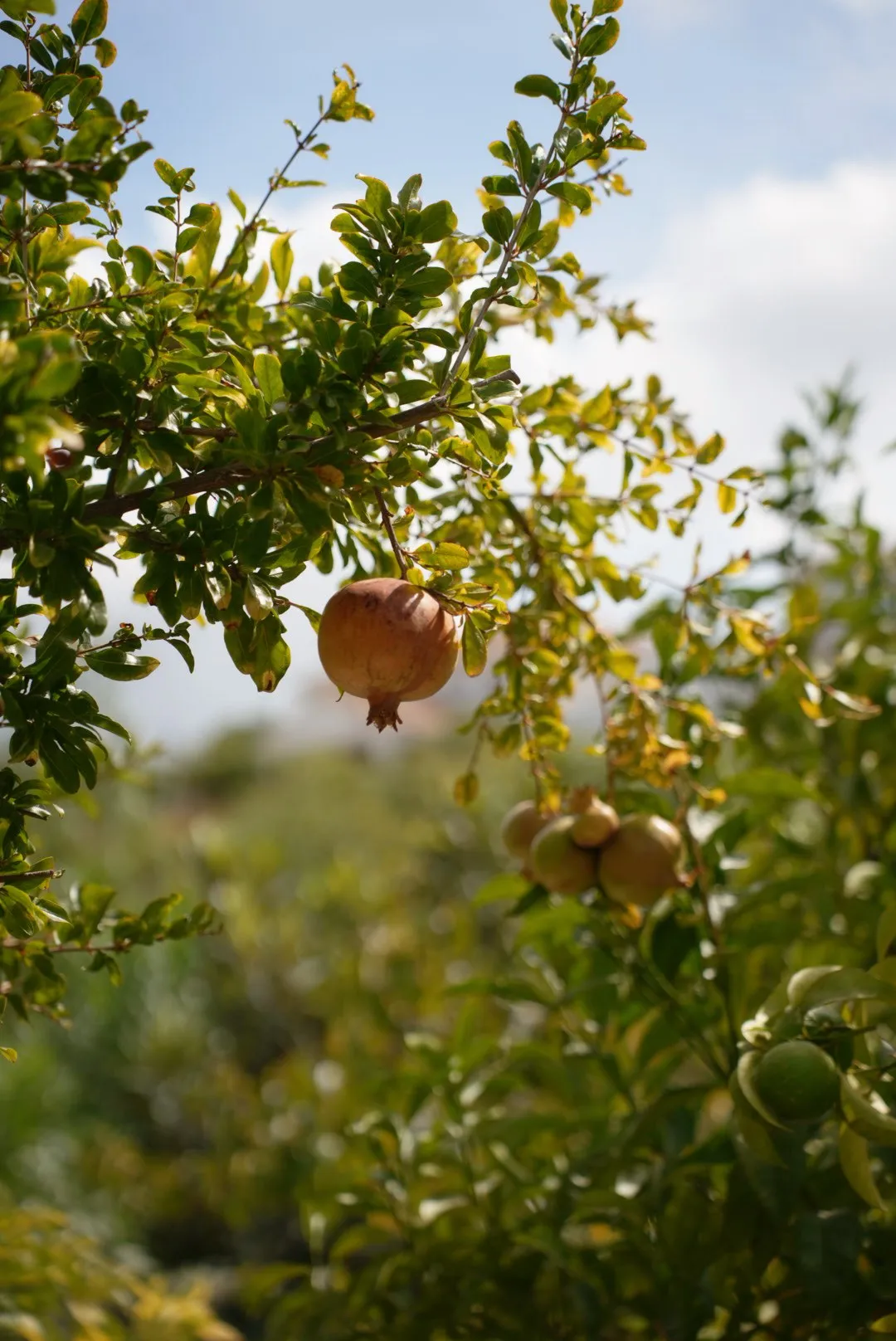 Pomegranate Villa, photo 21